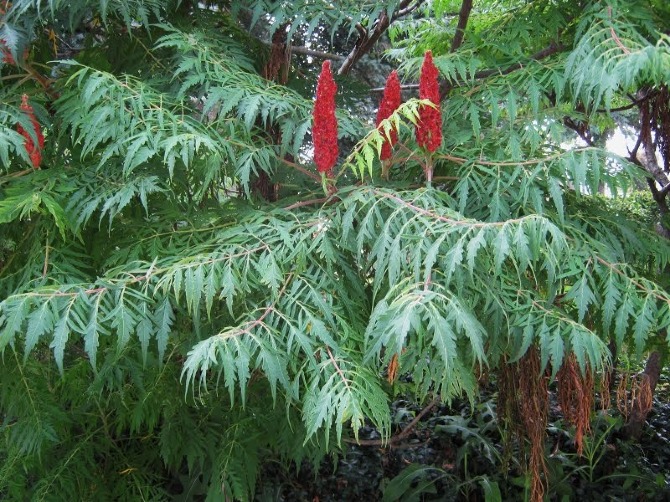 Rhus typhina plantas2